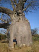Baobab
